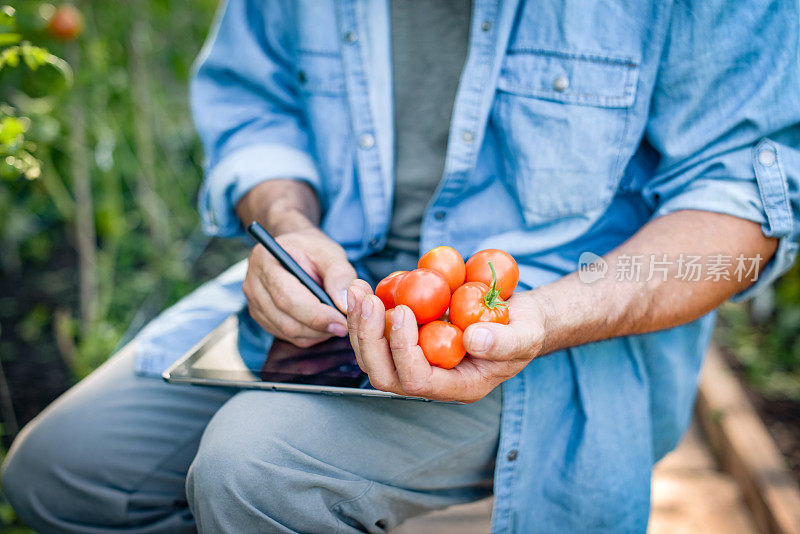 成熟的成年农夫在温室里收割西红柿(使用数码平板电脑)