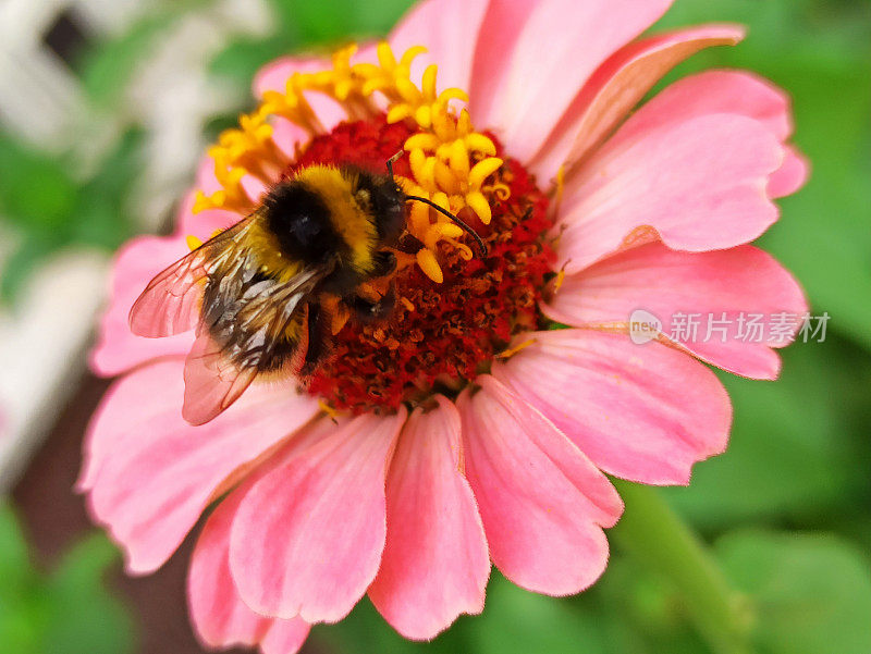 一只蜜蜂落在一朵粉红色的菊花上
