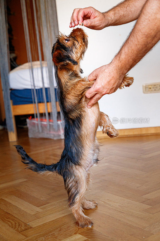 在家里捧着一份礼物，训练毛茸茸的狗狗伸出爪子