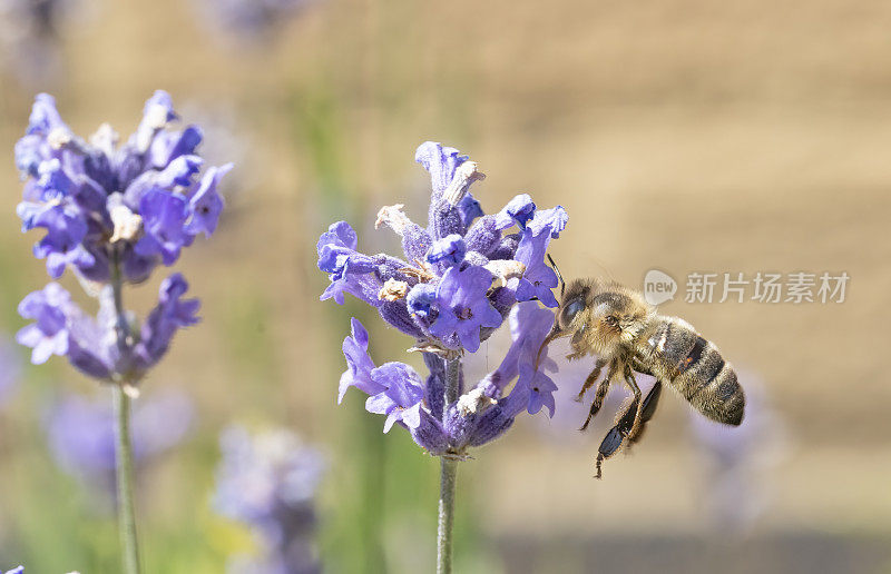 采集花蜜的蜜蜂