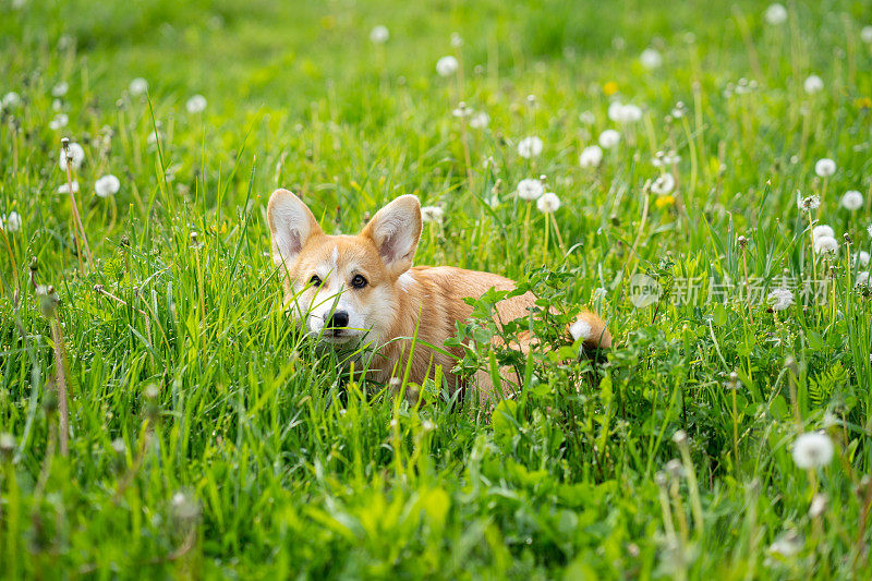 春天，一只彭布罗克威尔士柯基犬在草地上看着镜头