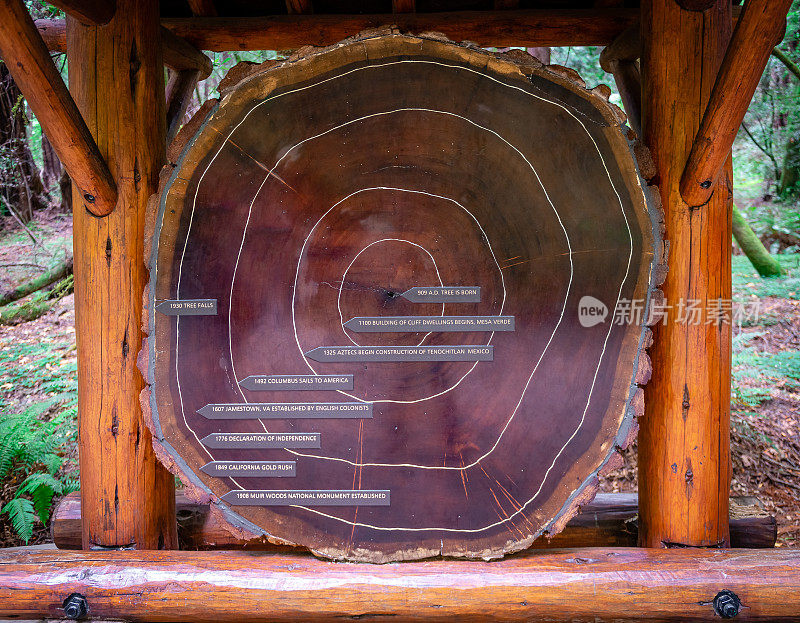 一棵巨大的红杉横截面在穆尔森林，与历史事件的年轮标记。