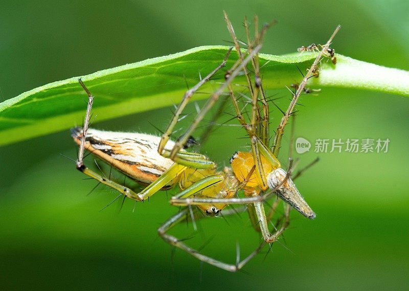 蜘蛛吃蜘蛛——动物的行为。