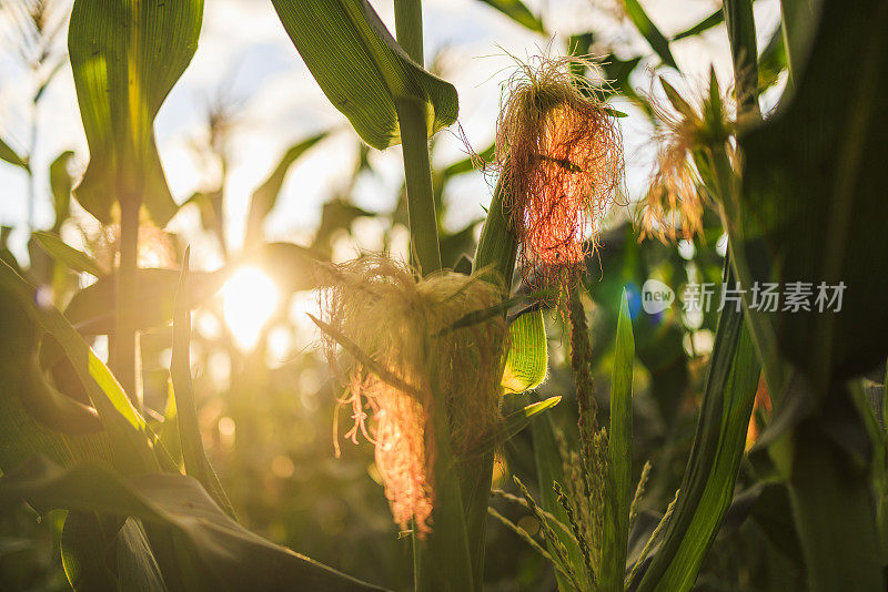 玉米幼穗，雌蕊长，在夕阳西下的田野里在宾夕法尼亚的农田里