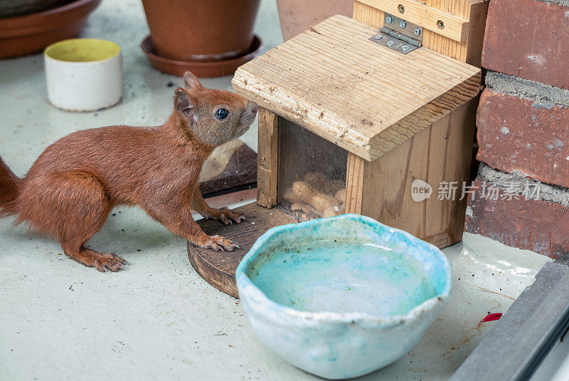 一只红毛松鼠在找坚果