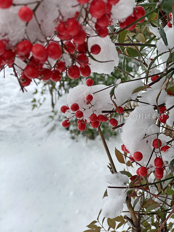 白雪覆盖的冬莓