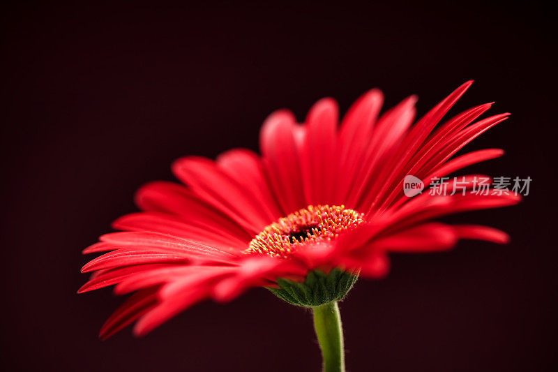 非洲菊花卉特写