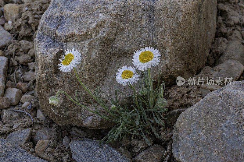 盛开的雏菊，盛开的Fleabane，分枝雏菊，灯盏花;内华达州大盆地国家公园;大盆地沙漠。菊科家庭