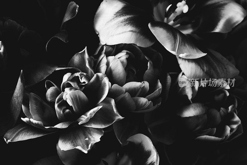 盛开的鲜花，黑白照片