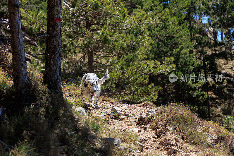 英国塞特犬在山林中奔跑