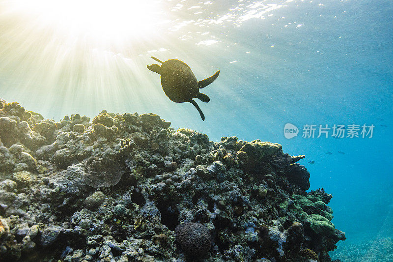 海龟在明亮的阳光下游过大堡礁珊瑚礁生态系统