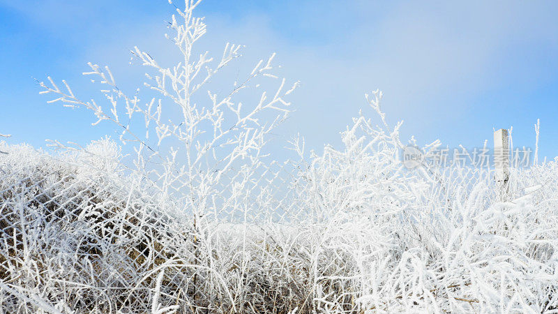 晴朗的冬季天空和覆盖着霜雪的植物和栅栏-冬日景观
