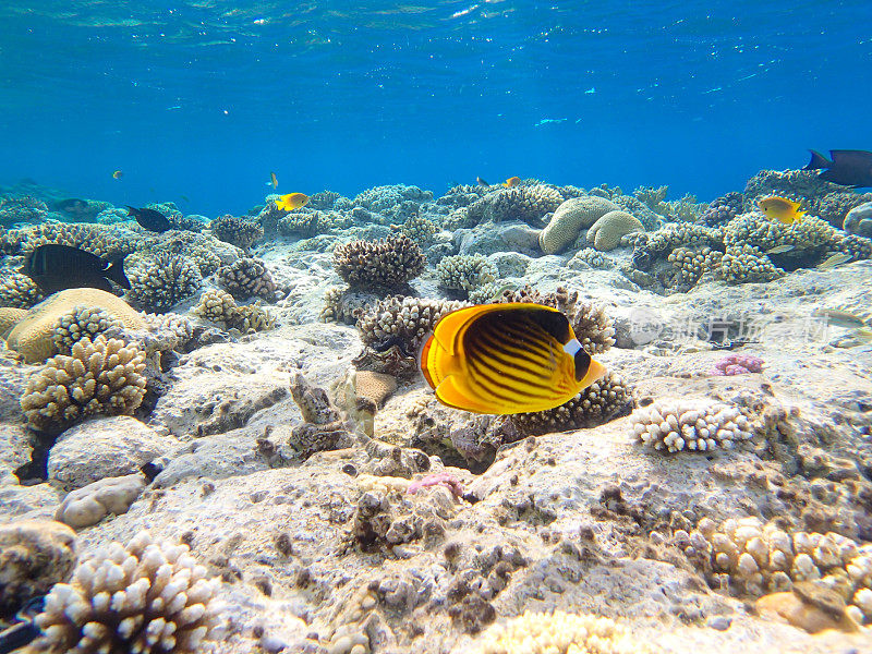 在埃及沙姆沙伊赫红海珊瑚礁的广阔区域里的切齿鱼或蝴蝶鱼