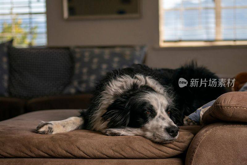 一只可爱的边境牧羊犬在沙发上睡觉的特写