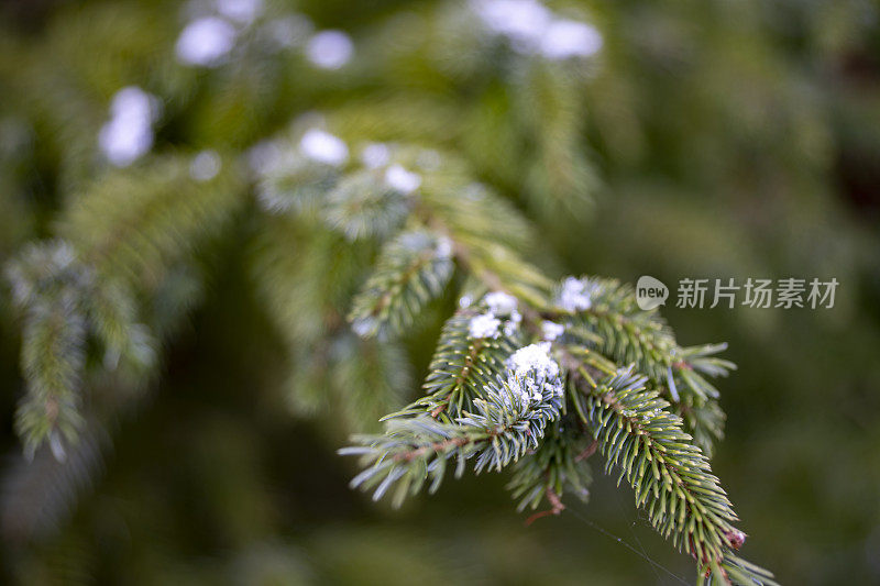 一层薄薄的雪花落在圣诞树的树枝上