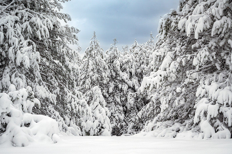 冬天的场景——森林里的树木被雪覆盖