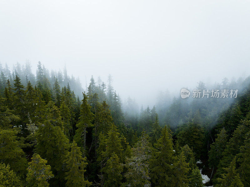 雾蒙蒙的森林的鸟瞰图