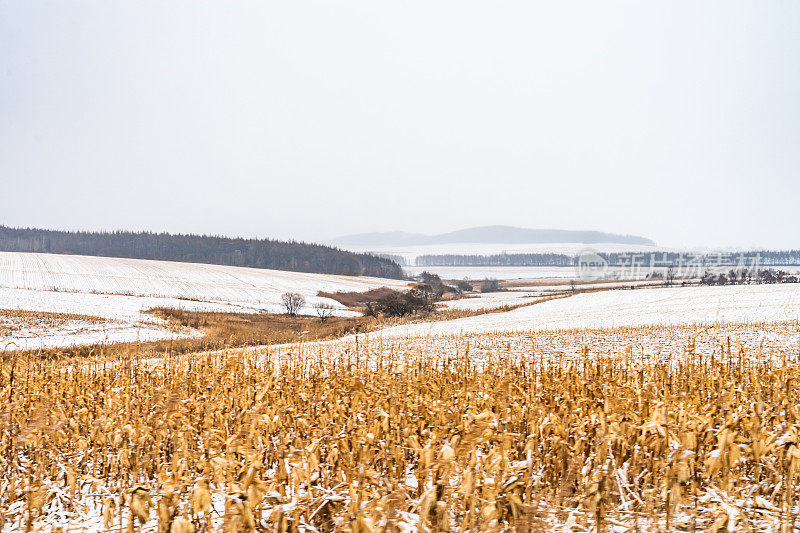 中国黑龙江宁静的雪玉米地和农田风景