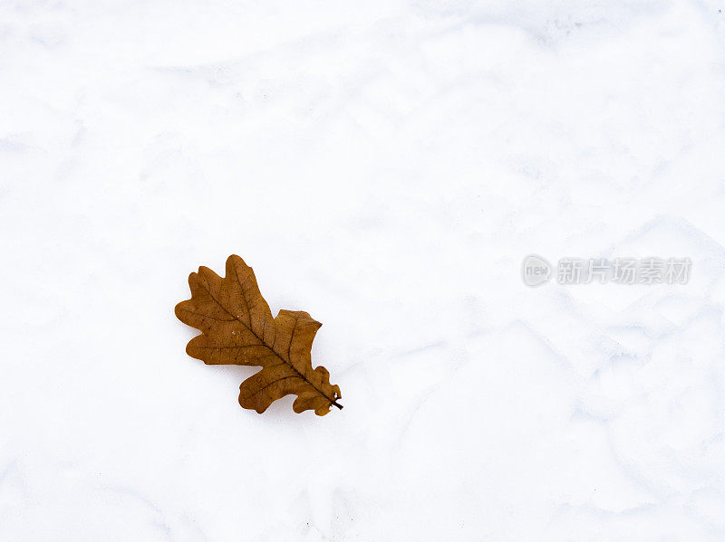 橡树叶在雪地上留下脚印