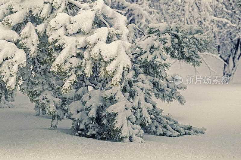 白雪覆盖的松树树枝