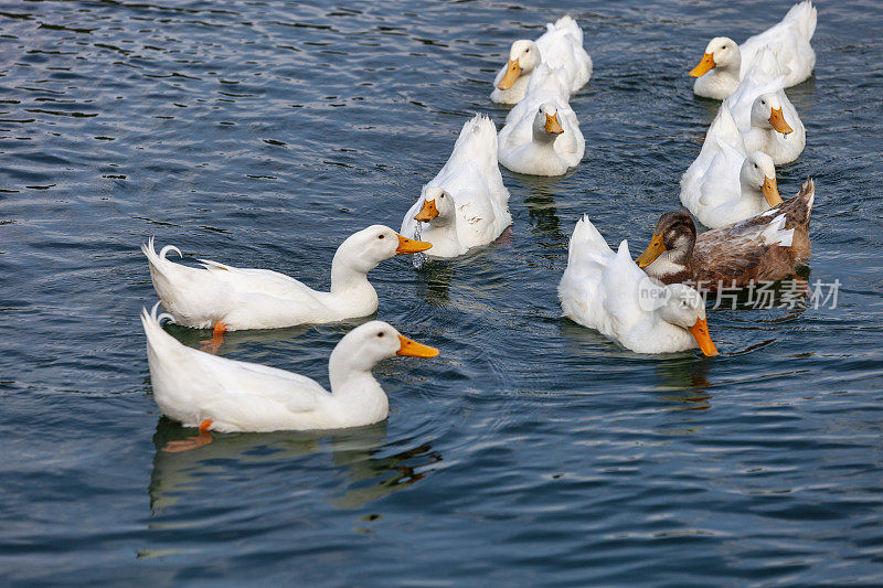 白色的鸭子在水里游泳