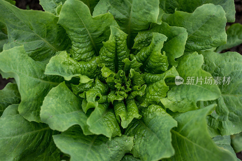 田野里的青菜特写