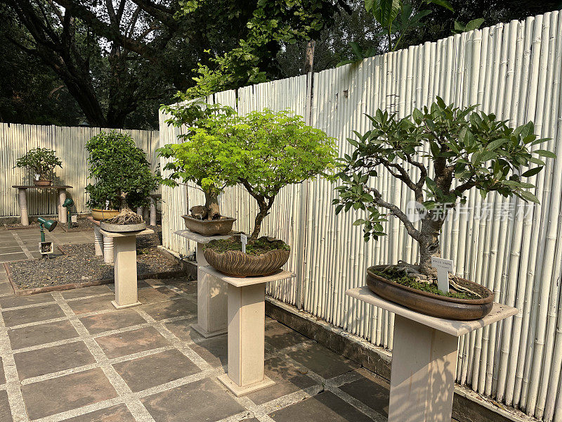 花园中铺砌的庭院的图像，具有日本元素的盆景树在基座上展示