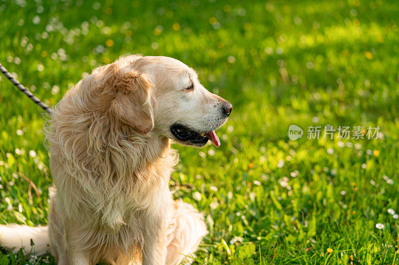 金毛猎犬在室外享受春天