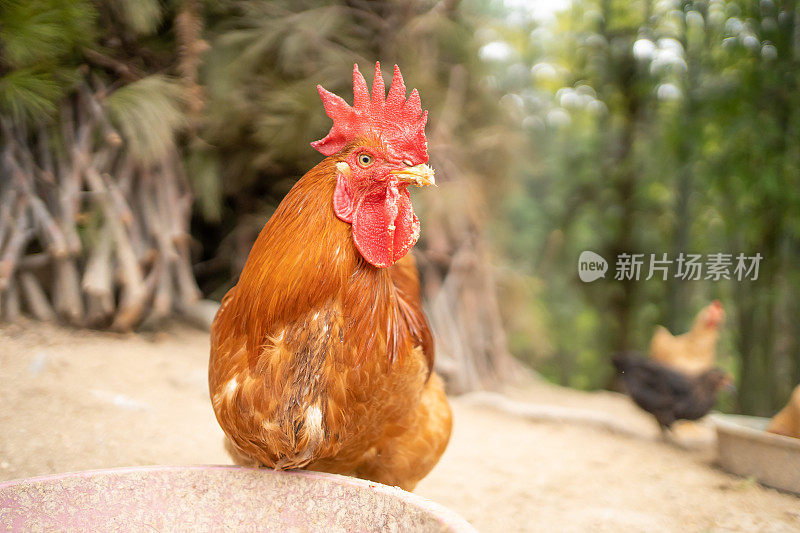 漂亮的公鸡