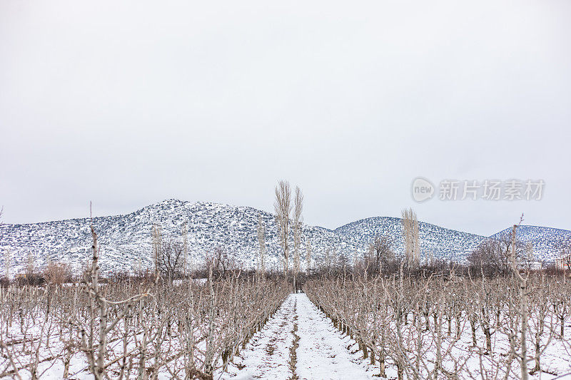 雪天里光秃秃的树。