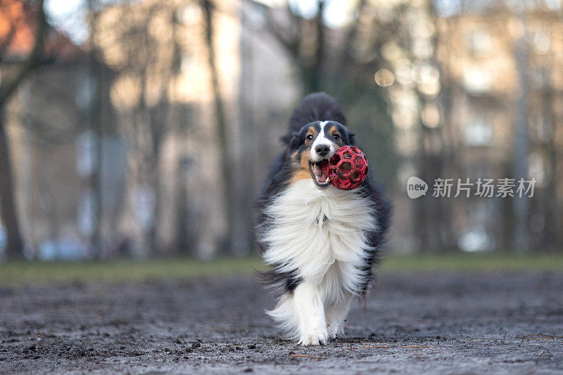 雪莉牧羊犬在玩球