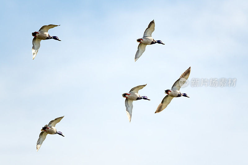 美国西部蒙大拿州上空近距离飞行的绿头鸭(公鸭和母鸭)