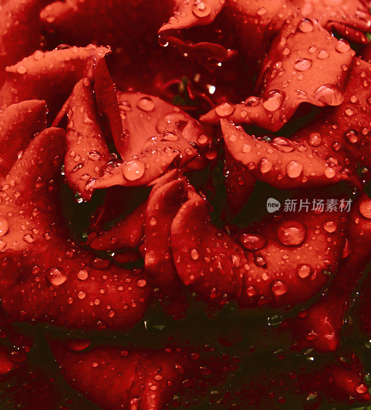 特写中一朵盛开的红玫瑰的花蕾。雨滴闪闪发光，把光反射在天鹅绒的花瓣上。浅景深摄影是用暗钥匙拍摄的，这给它带来了一种神秘感。艺术。海报