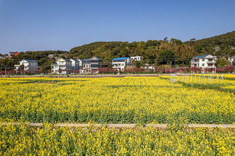 乡村油菜花田的鸟瞰图