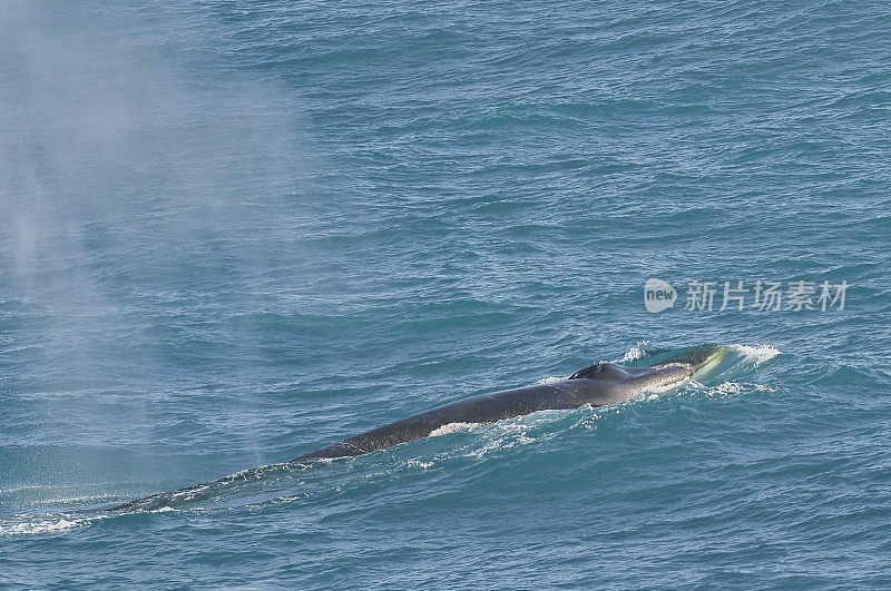 长须鲸露出水面时露出它长长的背部