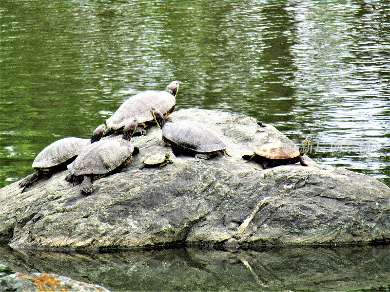 日本。五月乌龟家族在石头上。