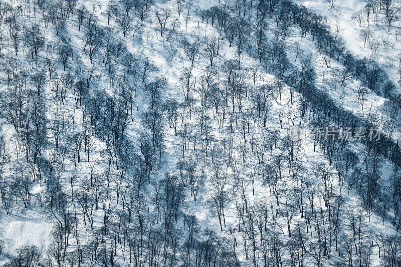 冬天的森林，日本白波