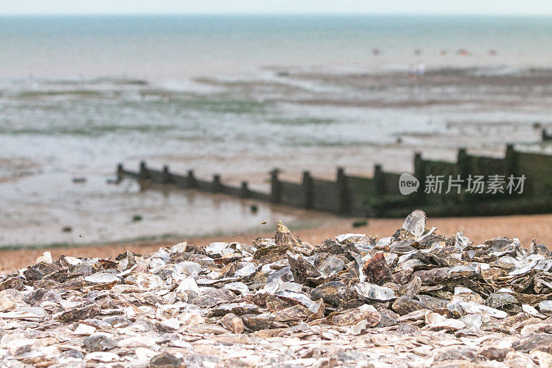 英国肯特郡惠特布尔海滩上的牡蛎壳