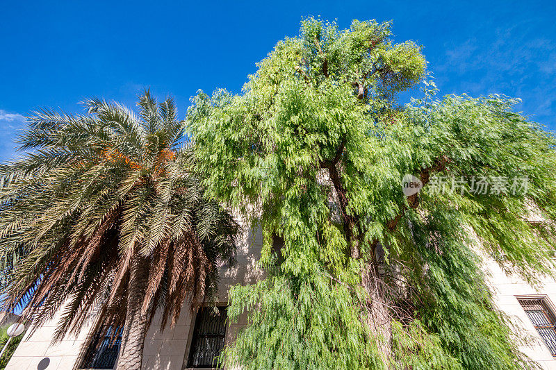 西班牙瓦伦西亚的枣椰树