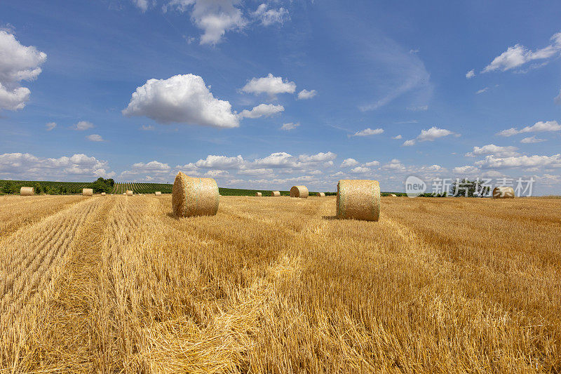 玉米田收获后用残茬和稻草捆成捆。背景是美丽的蓝天和白云。
