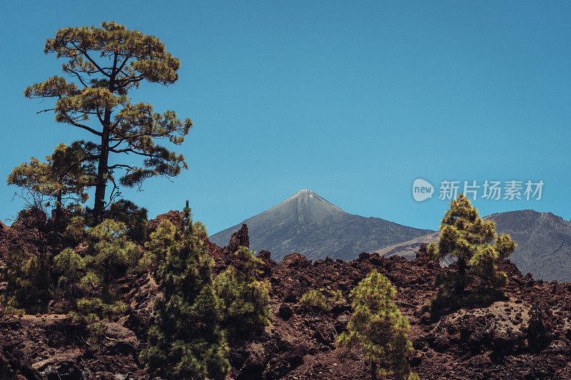 泰德火山位于加那利群岛特内里费岛的树木之间