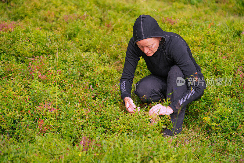 斯洛文尼亚，波克茹卡高原，一位年长的妇女跪在蓝莓丛林地里采摘山蓝莓。