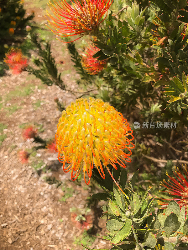 夏威夷动物背景