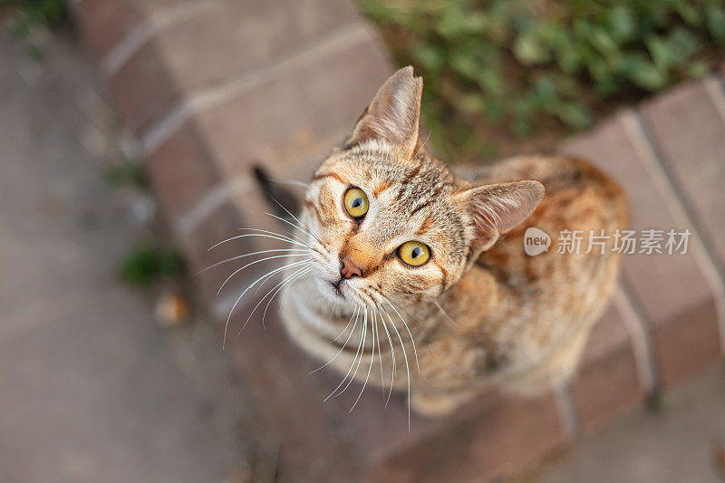 多色的流浪猫站在街中央。