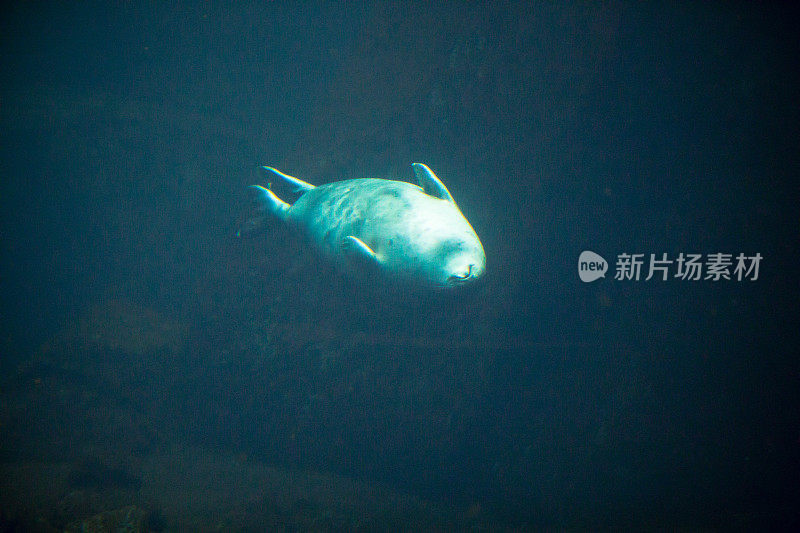 水族馆里的海豹