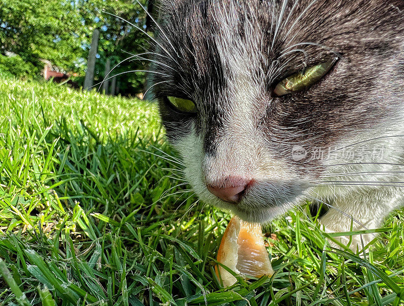 黑白猫吃食物。绿草地上的黑白猫