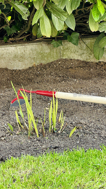 园艺时，耙子躺在花坛上