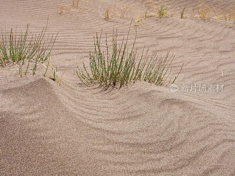 植物适应了大沙丘国家公园和保护区的流沙