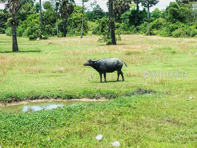驯服的水牛拴在柬埔寨农村潮湿的田地里。