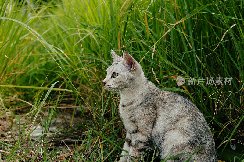 草丛里的灰虎斑小猫